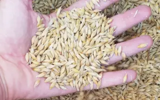 Ellinor / Елінор