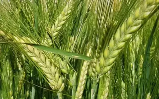 Evgenia / Євгенія