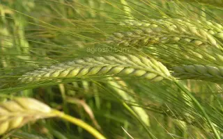 Eastway / Іствей