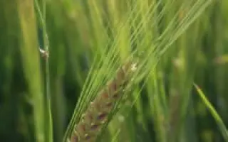 Laureate / Лауреат