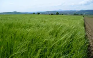 LG Belcanto / ЛГ Бельканто