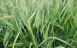 МІП Вдячний