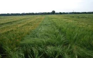 МІП Мирослав