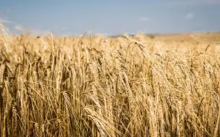 Новатор Носівський