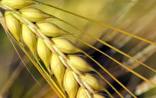 Носівський 21