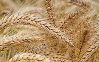 Overture / Овертюр