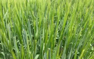 Prospect / Проспект