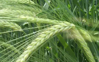 RGT ASTEROID / РЖТ АСТЕРОЇД