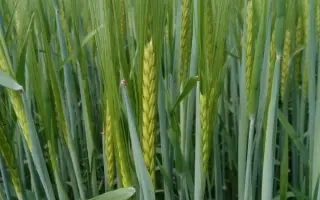 Salomе / Саломі