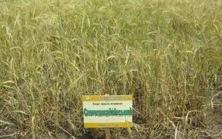 Святомихайлівський