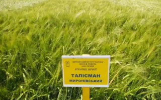 Талісман Миронівський