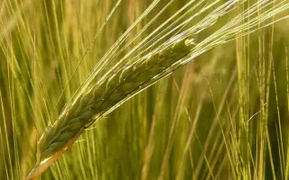 Fatima / Фатіма