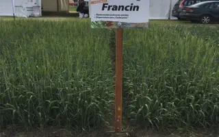 FRANCIN / ФРАНЦИН