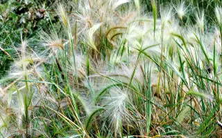 Juvanta / Ювента