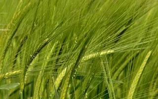 Acsinia / Аксінія