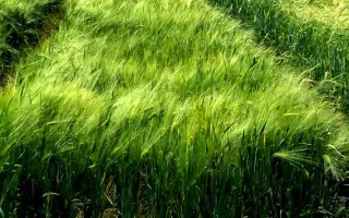 KWS Memoris / КВС Меморіс