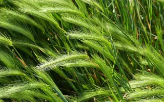 Mauritia / Маурітія