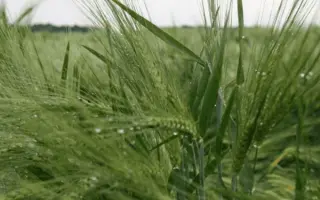 Montoya / Монтоя