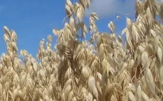 Ovation / Овація