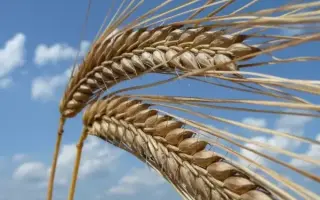 Fandaga / Фандага