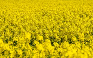 Alicante / Аліканте