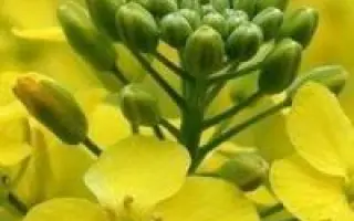 ALVARO KWS / АЛЬВАРО КВС