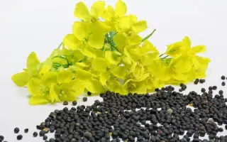 Albatros / Альбатрос