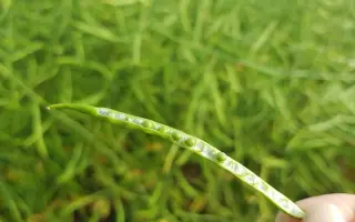 Anniston / Анністон