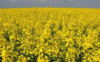 ARAZZO / АРАЗЗО