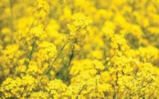 Arizona / Арізона