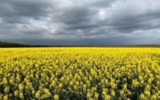 Arsenal / Арсенал