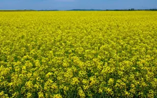 Artoga / Артога