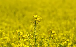 Architect / Архітект