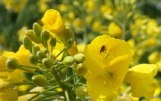 ASTANA / АСТАНА