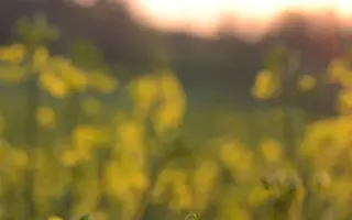 Beatrix CL / Беатрікс КЛ