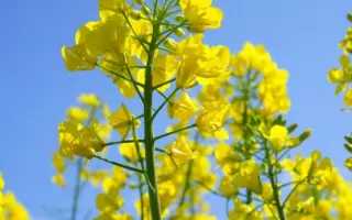 Benefit / Бенефіт