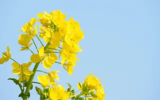 BESSITO / БЕССІТО