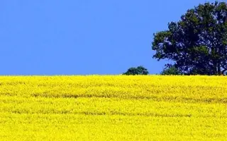 Vestal CL / Вестал КЛ