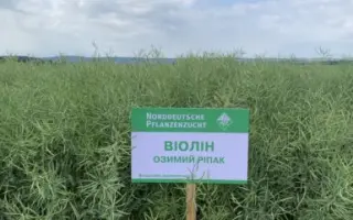 VIOLIN / ВІОЛІН