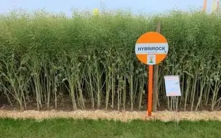 Hybrirock / Гибрірок