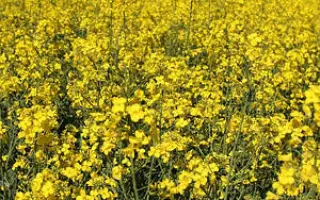 Hycolor / Гиколор