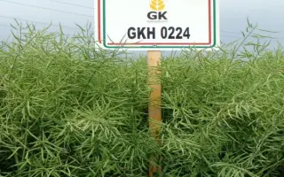 GKH 0224 / ГКХ 0224