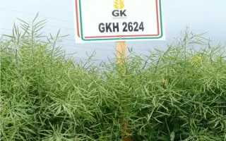 GKH 2624 / ГКХ 2624