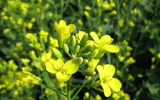 Gladius / Гладіус