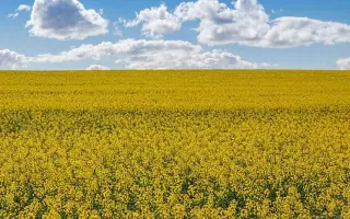 DK EXCITED / ДК ЕКСАЙТЕД