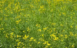 DK EXAURA / ДК ЕКСАУРА