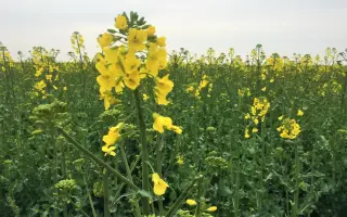 DK Expansion / ДК Експеншн