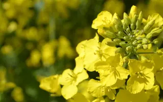 DK Explicit / ДК Експлісіт