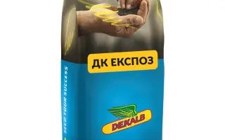 DK EXPOSE / ДК ЕКСПОЗ