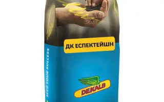 DK Expression / ДК Експрешн